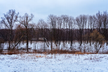 Winter pine tree park
