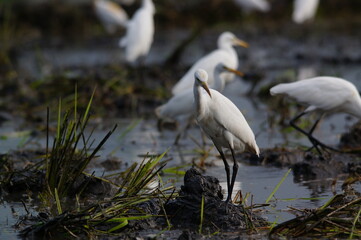 cattle egret are looking for food in the fields