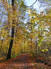 Wanderweg durch den Herbstwald