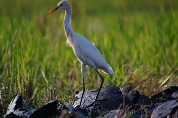 cattle egret are looking for food in the fields