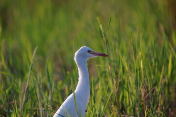 cattle egret are looking for food in the fields