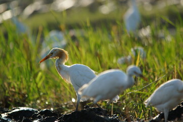 cattle egret are looking for food in the fields