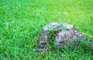 Rotten wooden on green grass blurred background