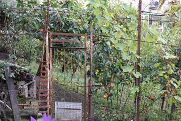 ripe persimmons and tangerines in the garden