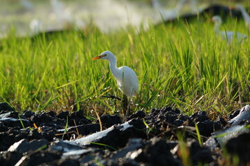 Obraz premium cattle egret are looking for food in the fields