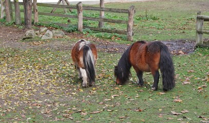 Shetlandponys auf der Koppel am Sachsenwald