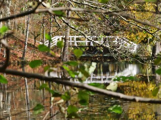 Brücke über den Teich im Sachsenwald am Schmetterlingsgarten