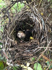 birds nest with eggs