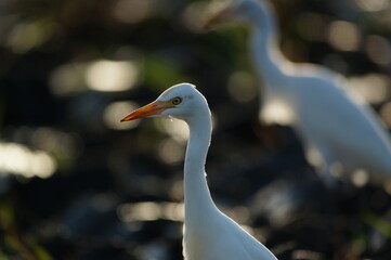 cattle egret are looking for food in the fields