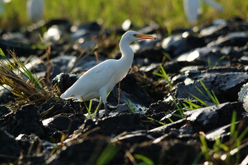 cattle egret are looking for food in the fields