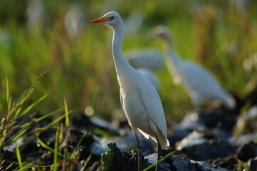 cattle egret are looking for food in the fields