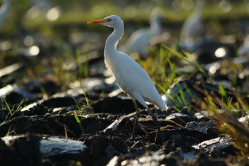 cattle egret are looking for food in the fields