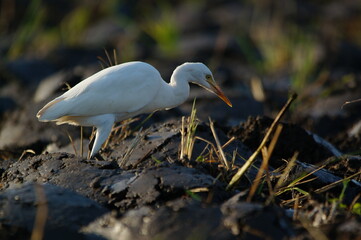 cattle egret are looking for food in the fields