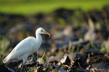 cattle egret are looking for food in the fields