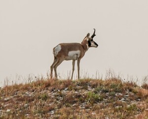 Wild Pronghorn standing on a hill in South Dakota