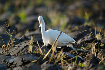 cattle egret are looking for food in the fields