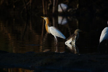 cattle egret are looking for food in rivers or lakes