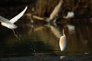 cattle egret are looking for food in rivers or lakes