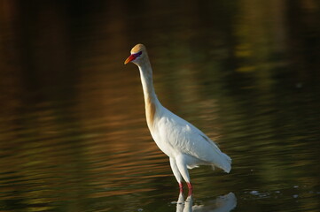 cattle egret are looking for food in rivers or lakes