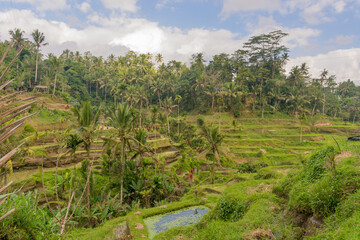 Fototapeta na wymiar Tegallalang Reisterassen nahe dem Dorf Ubud auf der Insel Bali, Indonesien. UNESCO World Heritage