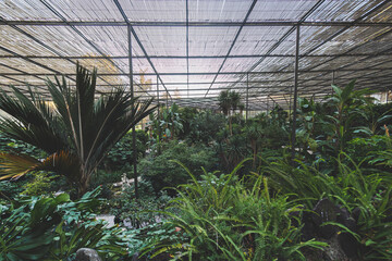 Fototapeta na wymiar A forest inside a greenhouse, Lisbon, Portugal