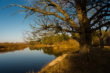 autumn trees reflected in water