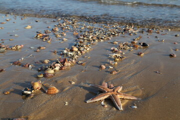 starfish on the sand