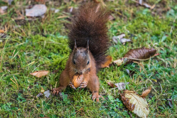 eichhörnchen
