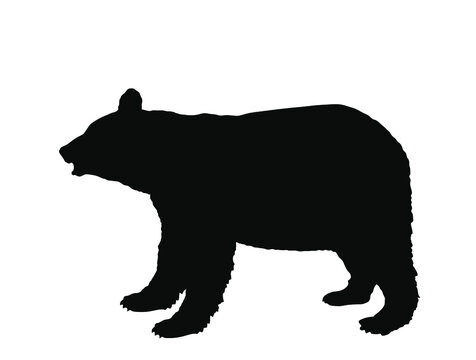 Black bear vector silhouette illustration isolated on white background. 