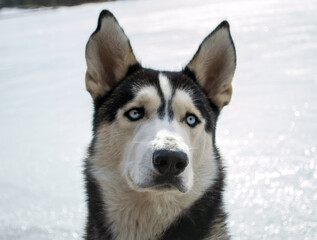 Husky Siberiano