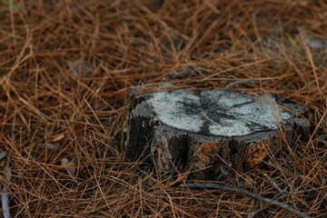Stump with pine needles. Autumn colour in the pine forest