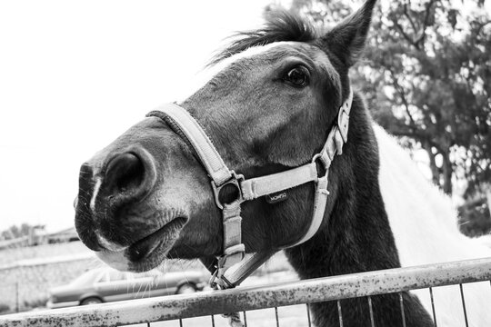 Beautiful horse photo in a farm