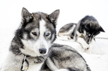 Sledding with husky dogs , snow backround, resting dog