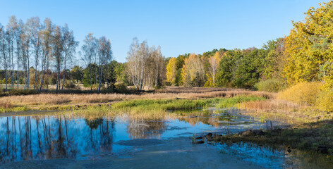 Panoramic autumn landscape. Forest wetland with trees mirroring in blue water. Rural scenery. Yellow leaves on oaks and birches or green and dry grass in marsh. Netusil pond. Smetanova Lhota, Czechia.