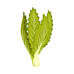 Green fresh salad vegetable and herb, organic vegetarian food, illustration isolated on white background.