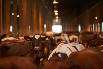 Wide angle portrait of beautiful young cow looking at camera while standing in shed at farm, copy...