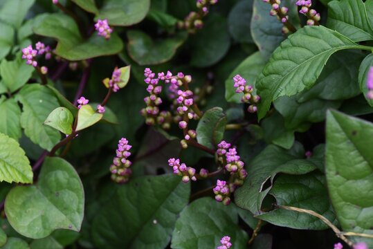 Healthy vegetables Basella alba (Indian spinach)  flowers