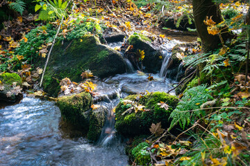 A little creek running vividly in an autumn forest