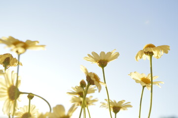 Daisies against a light blue sky