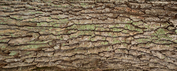 Embossed texture of the bark of oak. Panoramic photo of the oak texture with moss.