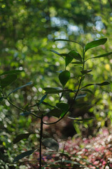 green leaves in the forest