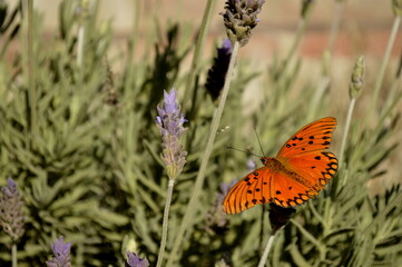 Orange butterfly on lavender plants in the garden