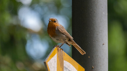 a robin on a signpost