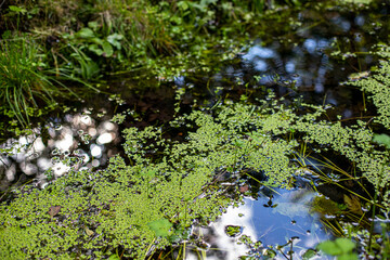 plants on the surface of the stream