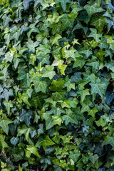 many small green leaves