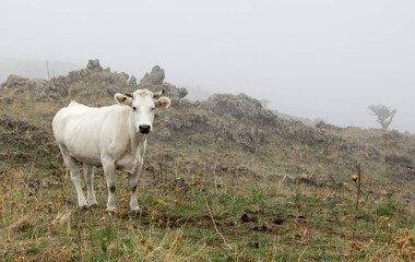 close up white dairy cow grazing on green meadow. Concept of domestic animals and production.