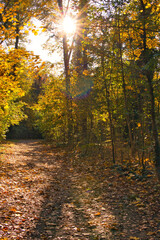 Herbst Spaziergang mit Sonnenschein