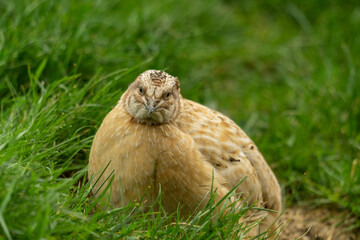 Wachtelhahn auf einer Wiese