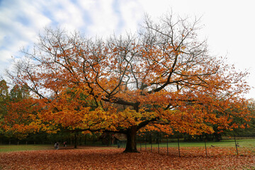 autumn trees in Hirschpark, Hamburg