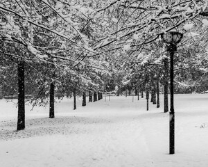 Stadtpark Allee im Schneetreiben